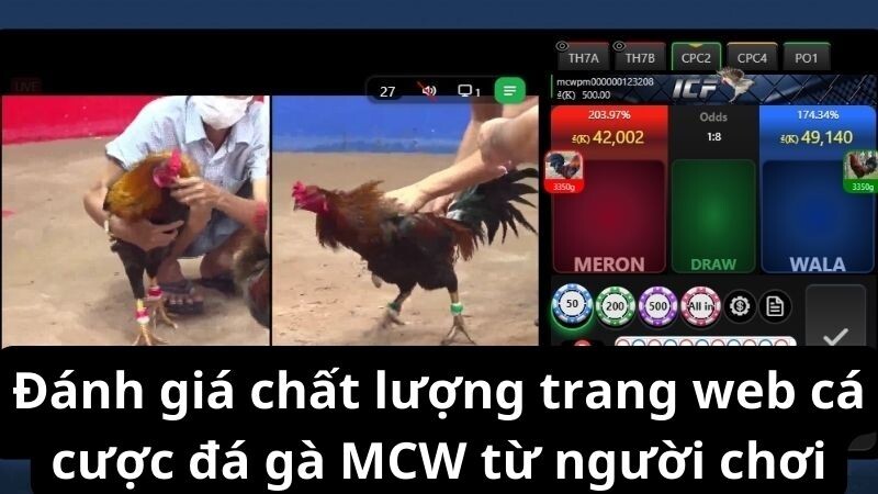 Đánh giá chất lượng trang web cá cược đá gà MCW từ người chơi