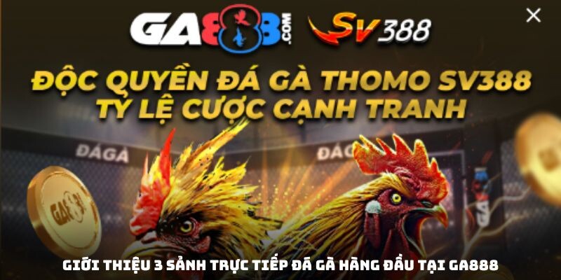 Giới thiệu 3 sảnh trực tiếp đá gà hàng đầu tại GA888